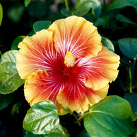 Black Yellow Hibiscus Flower seeds for Planting Easy to Grow Heirloom & GMO Free Seeds for Home Garden