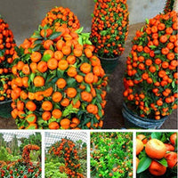 Bonsai fruit tree seeds kiwi cherry apple orange mix for unique bonsai gardens
