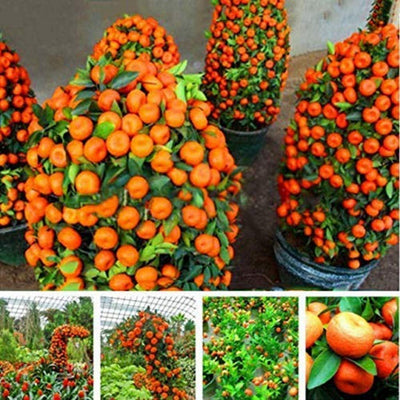 100 Pcs