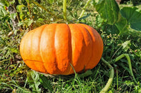 Bonsai pumpkin seeds suitable for container and patio gardening