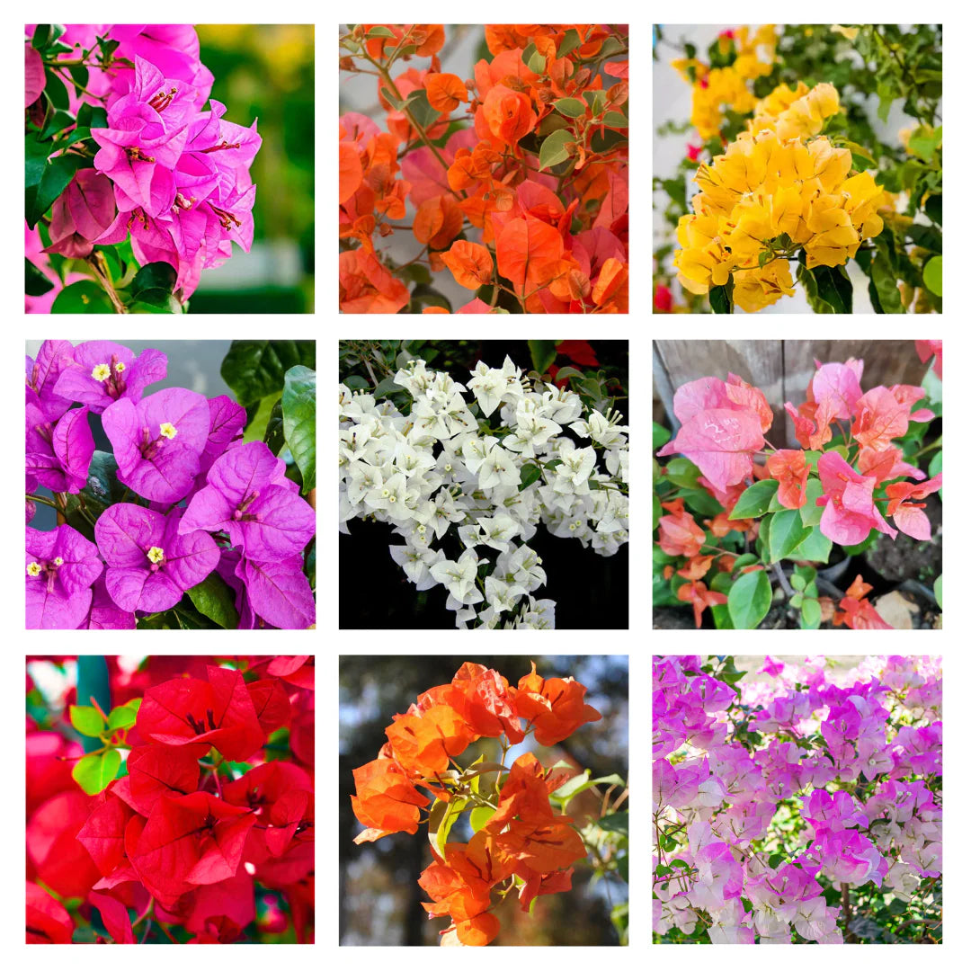 Buganvillas Flower seeds for Planting - Fragrant Blossoms, Heirloom & GMO Free Seeds for Home Garden