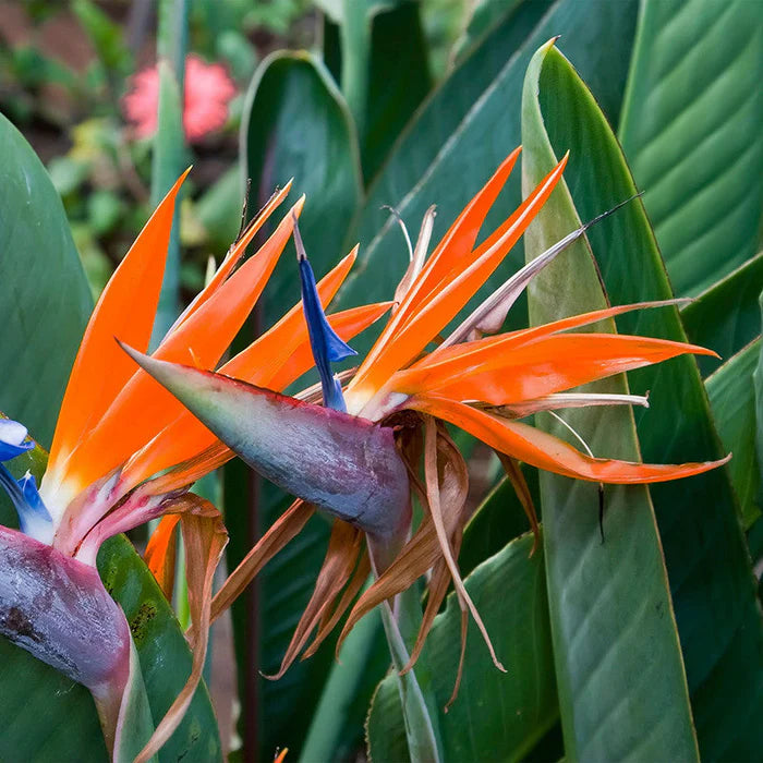 Strelitzia Flower Planting Seeds