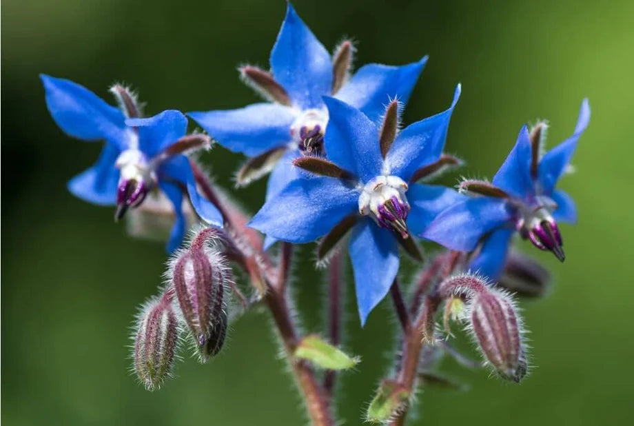Blue Borage Flower seeds for Planting - Vibrant Colors, Heirloom & GMO Free Seeds for Home Garden