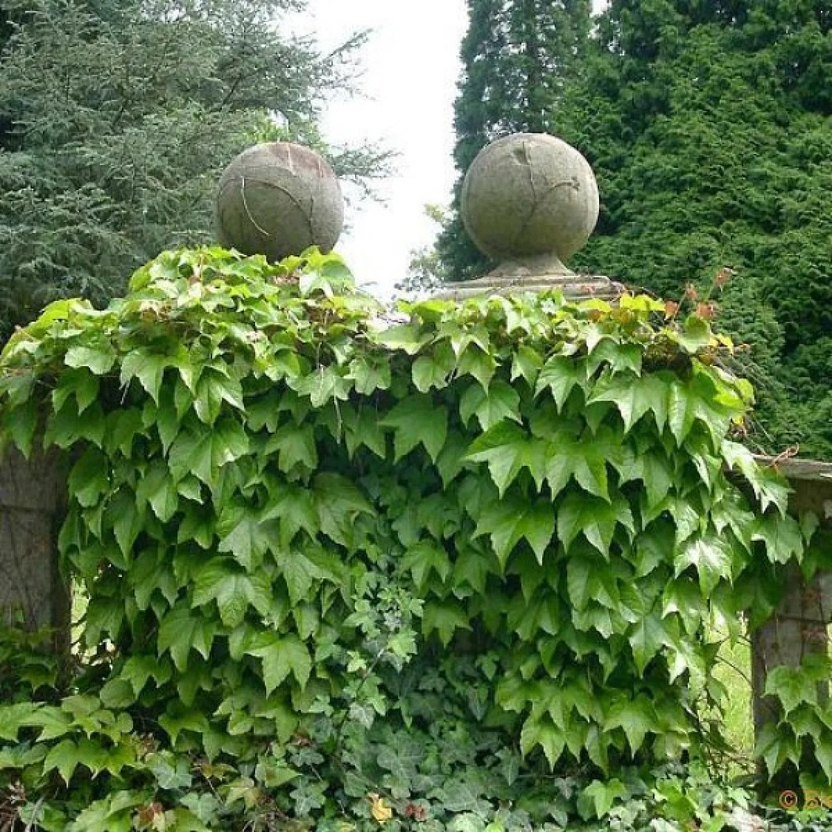 Parthenocissus Tricuspidata Flower seeds for Planting Cottage Garden Essential Heirloom & GMO Free Seeds for Home Garden