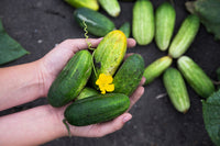 Boston Pickling Cucumber Seeds – Cucumis sativus Non-GMO Heirloom Variety