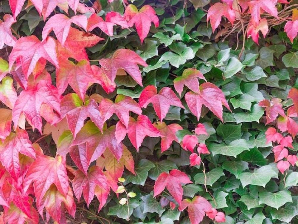 Red Boston Ivy Flower seeds for Planting - Easy to Grow, Heirloom & GMO Free Seeds for Home Garden
