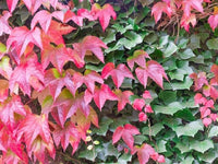 Red Boston Ivy Flower seeds for Planting - Easy to Grow, Heirloom & GMO Free Seeds for Home Garden