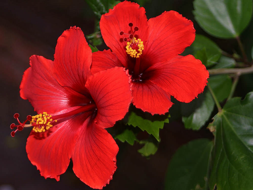 Hibiscus RosaSinensis Flower seeds for Planting Pollinator Friendly Heirloom & GMO Free Seeds for Home Garden 
 
 Sale