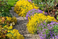 Yellow Aubrieta Flower Seeds for Planting Drought Tolerant Heirloom & GMO Free Seeds for Home Garden
 
 Sale