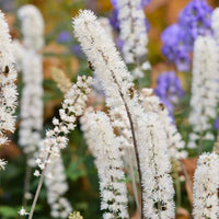Cimicifuga Flower seeds for Planting Pollinator Friendly Heirloom & GMO Free Seeds for Home Garden