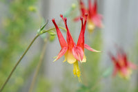 Red Yellow Aquilegia Flower Seeds Planting