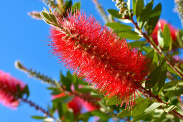 BottleBrush Flower seeds for Planting Compact Growth Heirloom & GMO Free Seeds for Home Garden