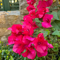 Pink Bougainvillea Flower seeds for Planting Premium Quality Heirloom & GMO Free Seeds for Home Garden 
 
 Sale