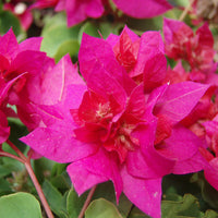 Pink Bougainvillea Flower seeds for Planting Bright Blooms Heirloom & GMO Free Seeds for Home Garden