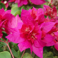 Pink Bougainvillea Flower seeds for Planting - Sun Loving, Heirloom & GMO Free Seeds for Home Garden