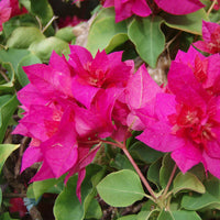 Thick Pink Bougainvillea Flower seeds for Planting - Compact Growth, Heirloom & GMO Free Seeds for Home Garden