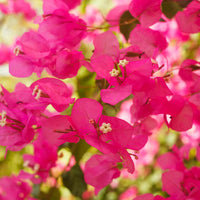 Buganvilla Flower seeds for Planting - Easy to Grow, Heirloom & GMO Free Seeds for Home Garden