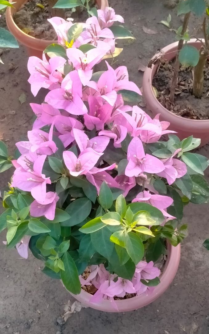 Baby Pink Bougainvillea Flower seeds for Planting Pollinator Friendly Heirloom & GMO Free Seeds for Home Garden