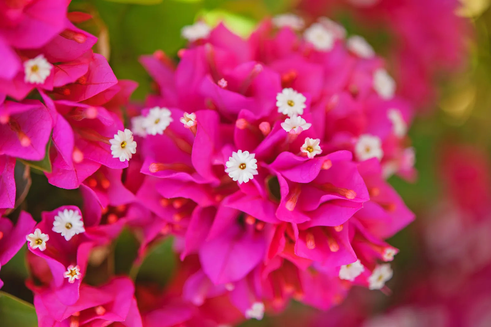 Bougainvillea Spectabilis Flower seeds for Planting - Pollinator Friendly, Heirloom & GMO Free Seeds for Home Garden