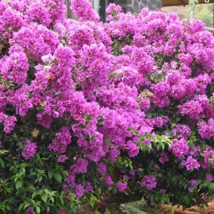 Light Violet Bougainvillea Flower Seeds for Planting Fragrant Blossoms Heirloom & GMO Free Seeds for Home Garden
 
 Sale