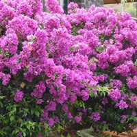 Light Violet Bougainvillea Flower Seeds for Planting Fragrant Blossoms Heirloom & GMO Free Seeds for Home Garden
 
 Sale
