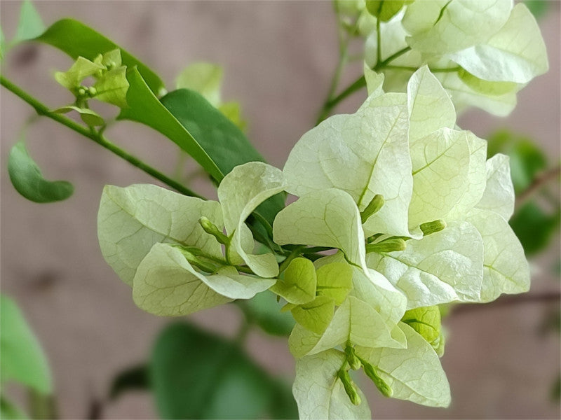 Green Bougainvillea Flower seeds for Planting Colorful Display Heirloom & GMO Free Seeds for Home Garden