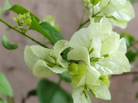 Green Bougainvillea Flower seeds for Planting Colorful Display Heirloom & GMO Free Seeds for Home Garden