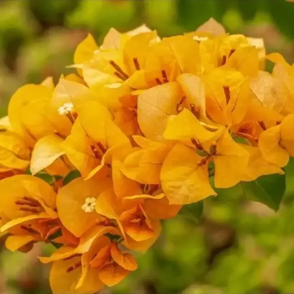 Dark Yellow Bougainvillea Flower Seeds for Planting – Drought Tolerant Heirloom & NonGMO Seeds for Home Garden
 
 Sale