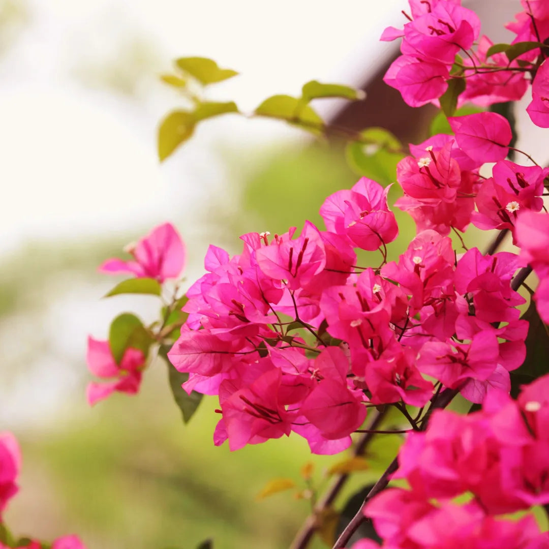 Bougainvillea Flower seeds for Planting Seasonal Bloomer Heirloom & GMO Free Seeds for Home Garden