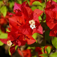 Bougainvillea Flower seeds for Planting - Long Bloom Season, Heirloom & GMO Free Seeds for Home Garden