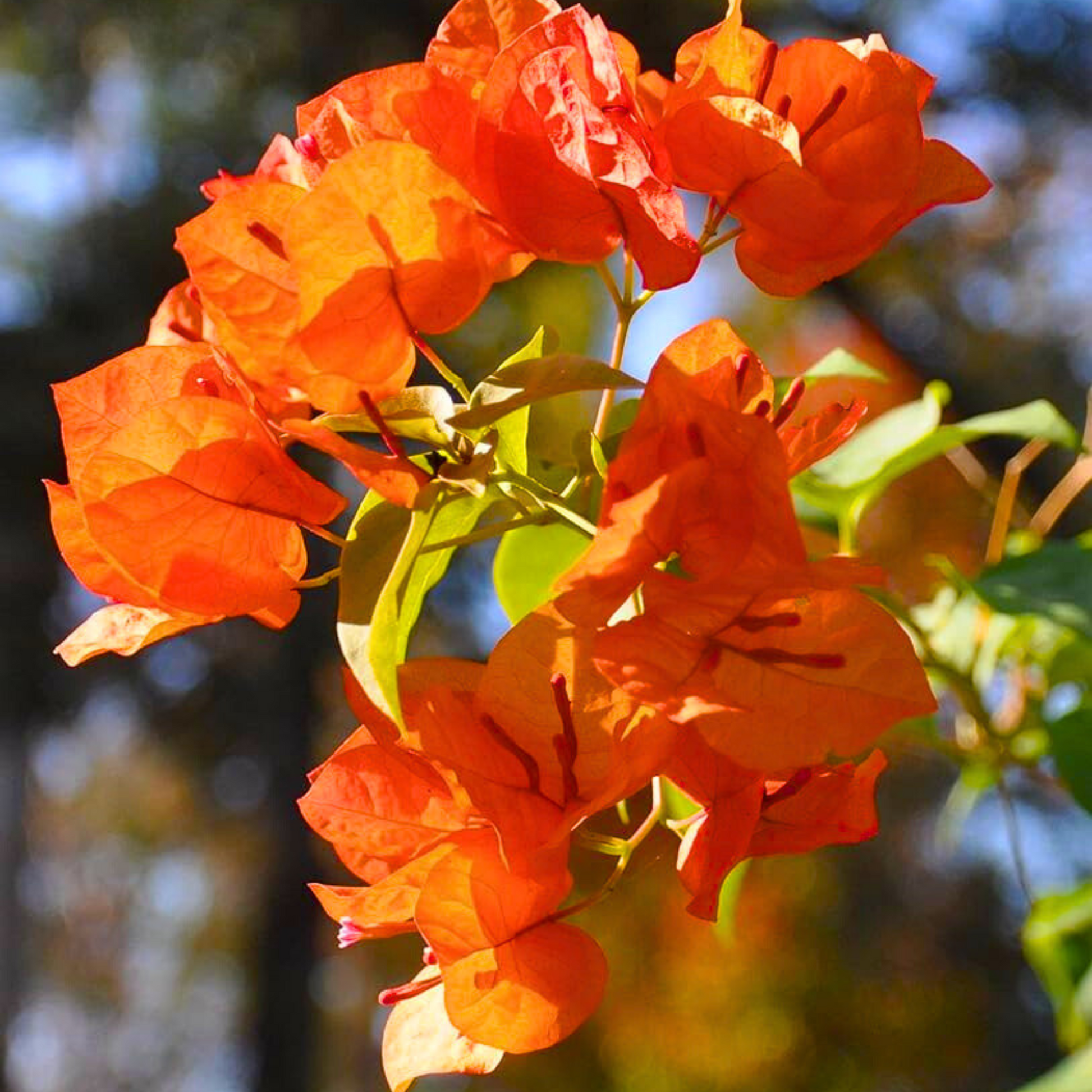 Orange Bougainvillea Flower Seeds for Planting - Vibrant Blooms for Your Garden