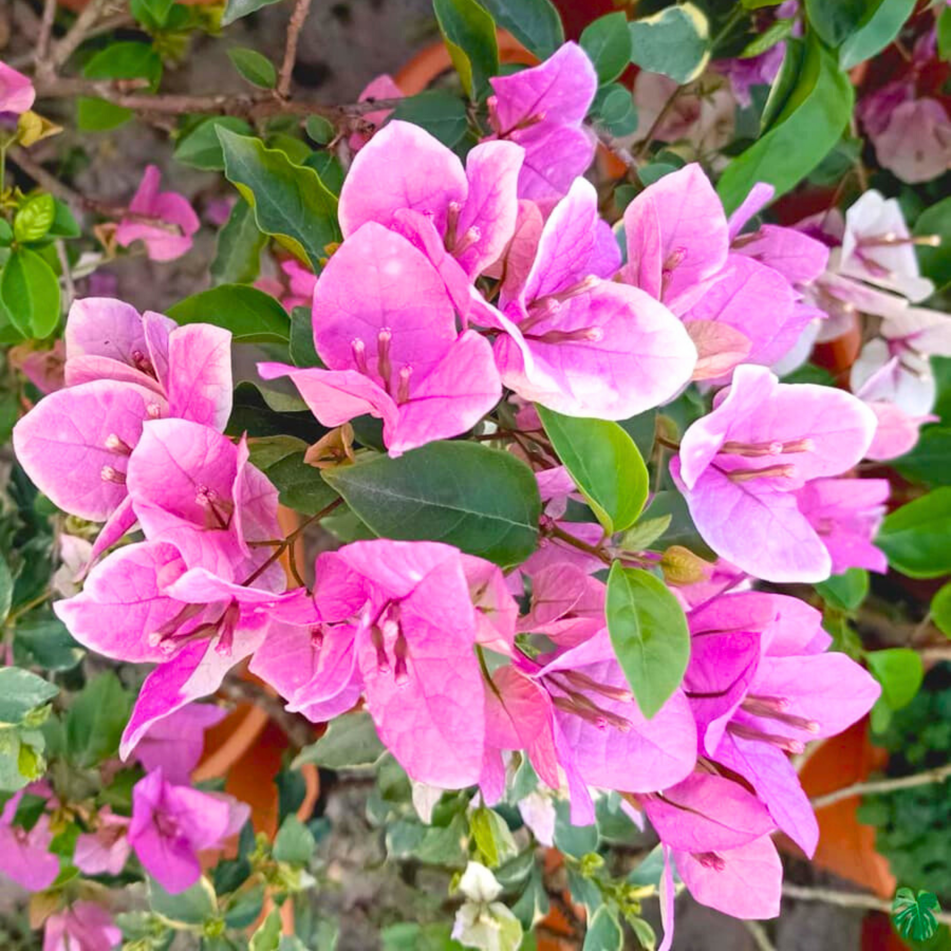 Bougainvillea Flower Seeds - Pink & White for Vibrant Planting