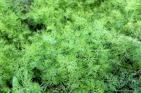 Bouquet Dill Seeds packet for planting