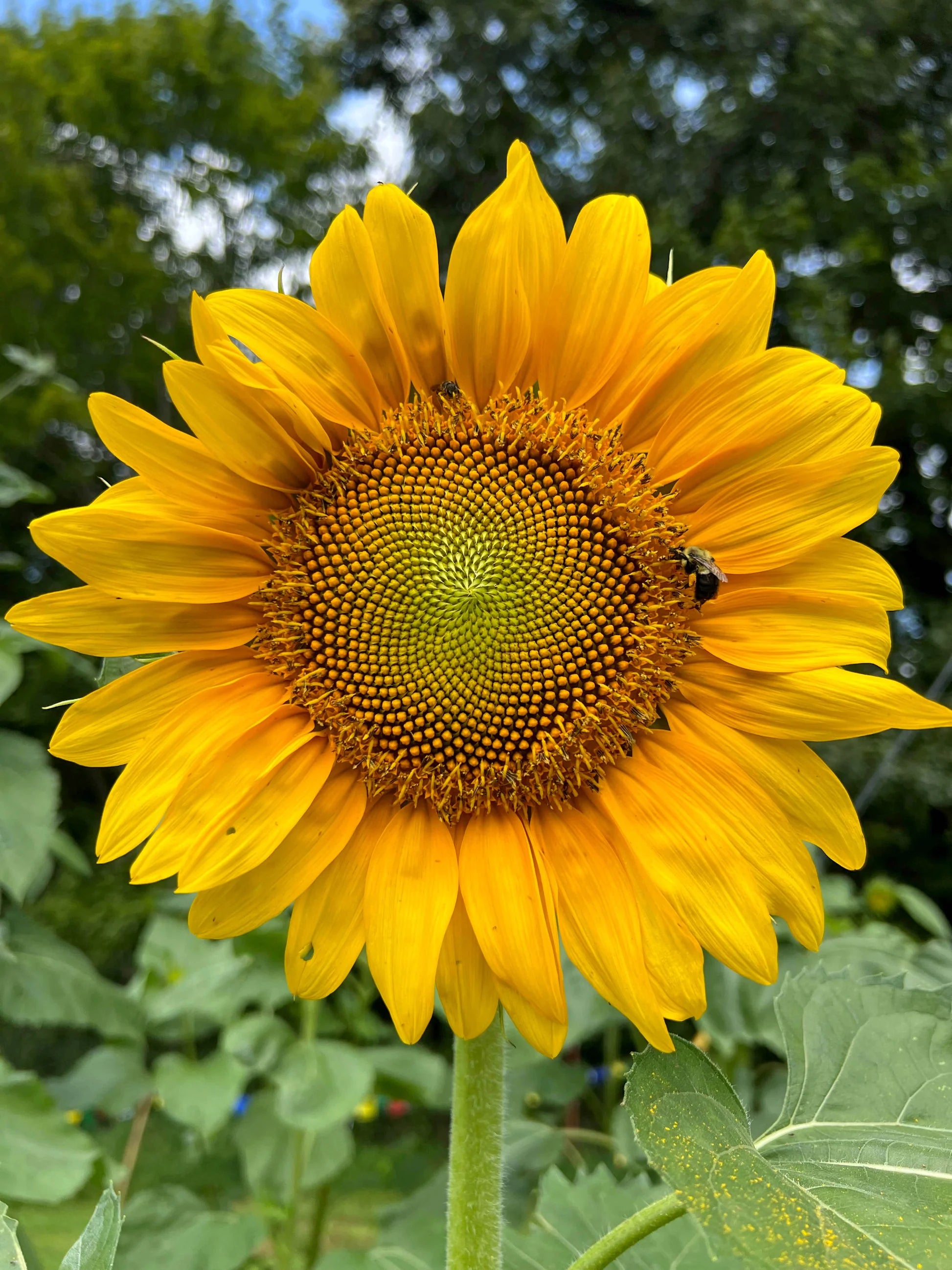 SunFlower seeds for Planting Easy to Grow Heirloom & GMO Free Seeds for Home Garden