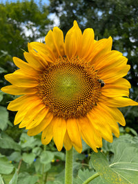 SunFlower seeds for Planting Easy to Grow Heirloom & GMO Free Seeds for Home Garden