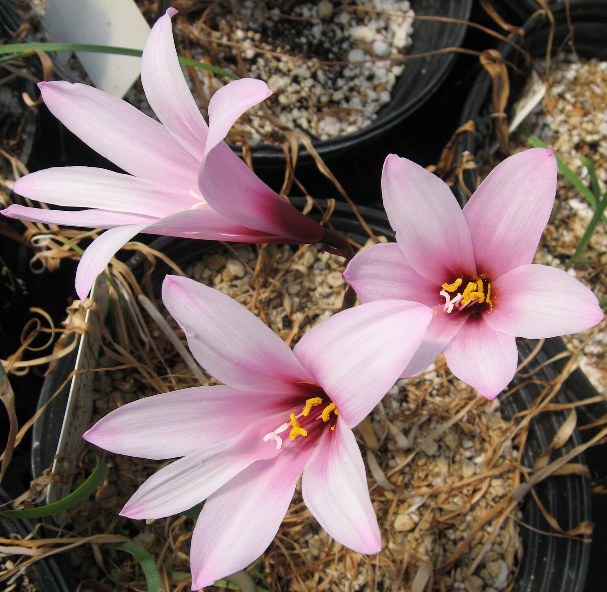 Pink Habranthus Robustus Flower seeds for Planting Sun Loving Heirloom & GMO Free Seeds for Home Garden 
 
 Sale