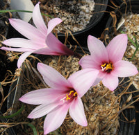Pink Habranthus Robustus Flower seeds for Planting Sun Loving Heirloom & GMO Free Seeds for Home Garden 
 
 Sale