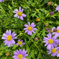Blue Brachycome Flower seeds for Planting - Shade Tolerant, Heirloom & GMO Free Seeds for Home Garden