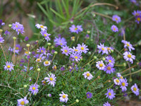 Blue Brachycome Flower seeds for Planting - Shade Tolerant, Heirloom & GMO Free Seeds for Home Garden