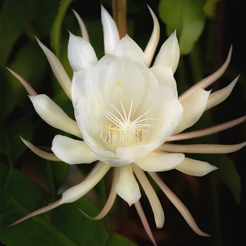 White Epiphyllum Flower Seeds – Fragrant Blooms Heirloom & NonGMO Seeds for Home Garden
 
 Sale