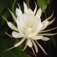 White Epiphyllum Flower Seeds – Fragrant Blooms Heirloom & NonGMO Seeds for Home Garden
 
 Sale