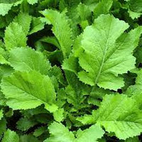 Brassica juncea leafy herb growing in full sun