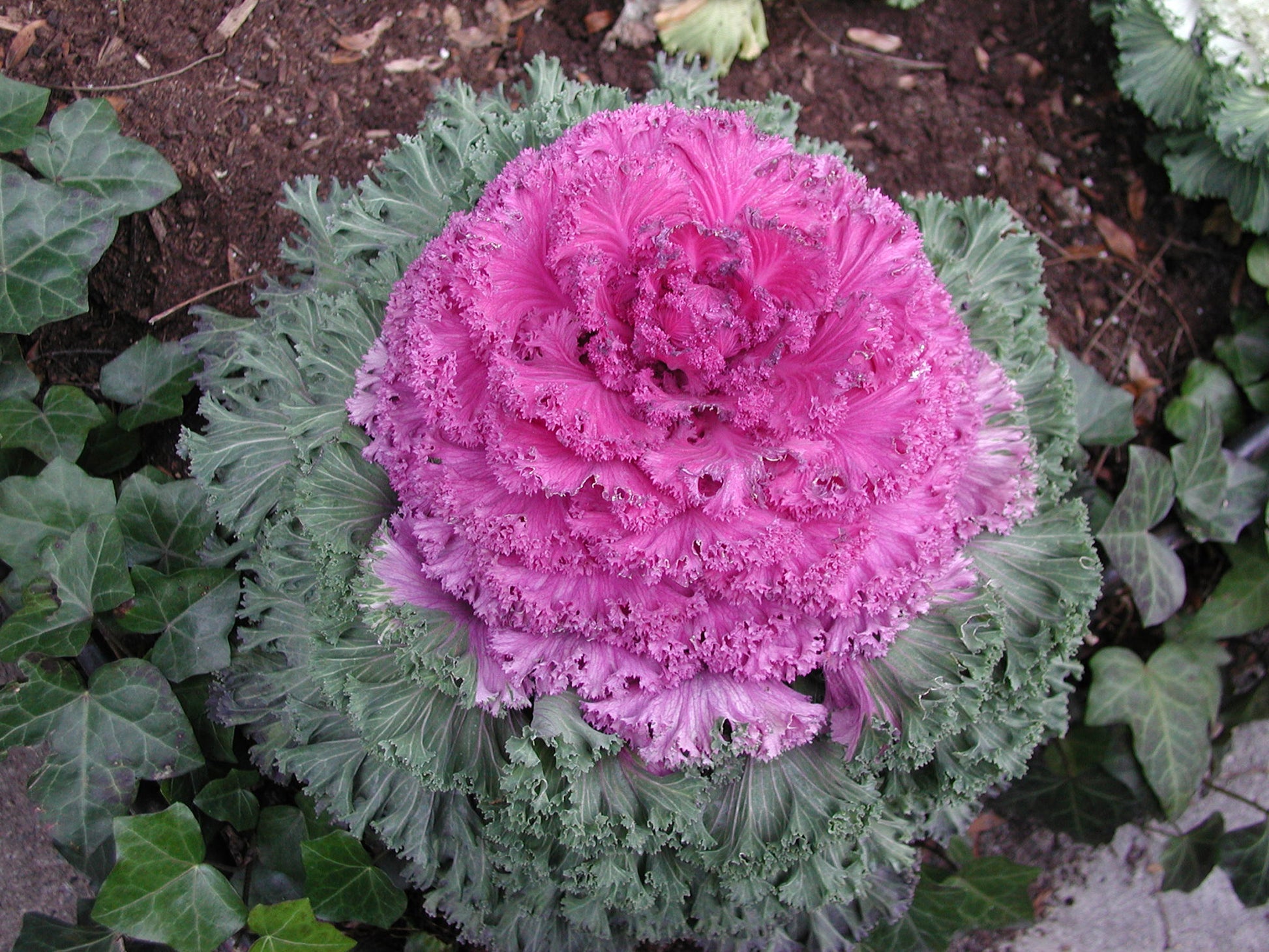 Kales Brassica Flower seeds for Planting Easy to Grow Heirloom & GMO Free Seeds for Home Garden