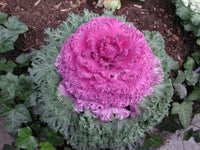 Kales Brassica Flower seeds for Planting Easy to Grow Heirloom & GMO Free Seeds for Home Garden