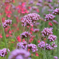 Purple Vervain Flower seeds for Planting - Garden Favorite, Heirloom & GMO Free Seeds for Home Garden