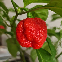 Breath chilli seeds for planting in home gardens