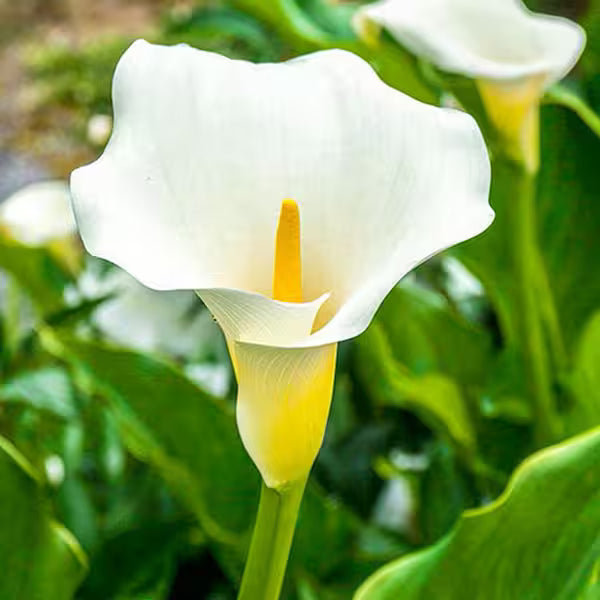 Calla Flower seeds for Planting Drought Tolerant Heirloom & GMO Free Seeds for Home Garden 
 
 Sale