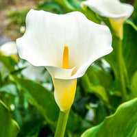 Calla Flower seeds for Planting Drought Tolerant Heirloom & GMO Free Seeds for Home Garden 
 
 Sale