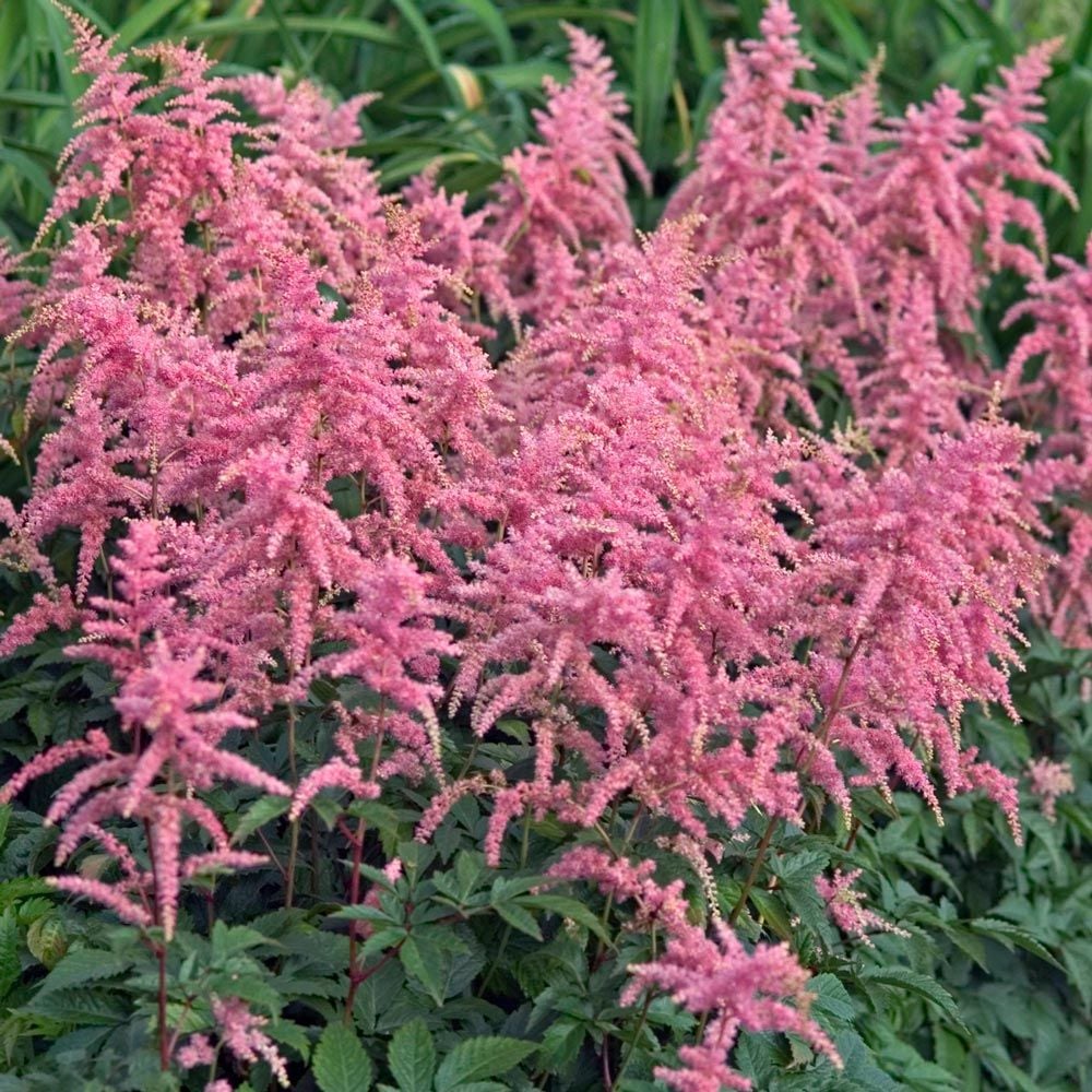 Bressingham Mixed Perennial Flowers Growing Outdoors