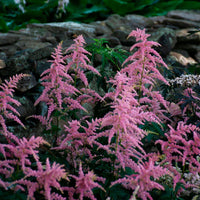 Bressingham Perennial Flower Seeds for Planting
